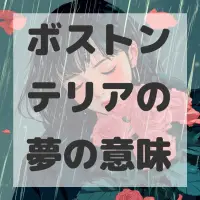 ボストンテリアの夢のサムネイル画像